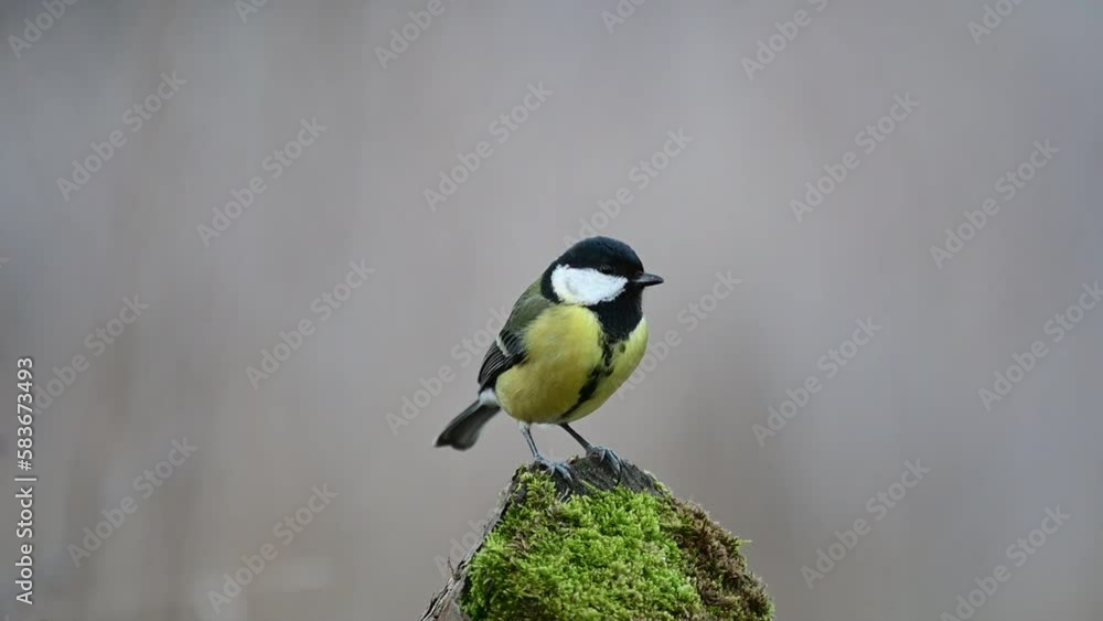 Great tit Parus major in the wild. Songbird. Great tit Parus major in the wild. Songbird.