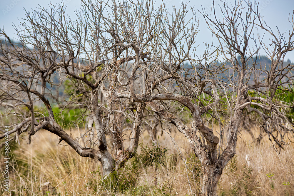 Stunning Stock Photos of Nature: Dead and Dry Trees Due to Drought Stunning Stock Photos of Nature: Dead and Dry Trees Due to Drought