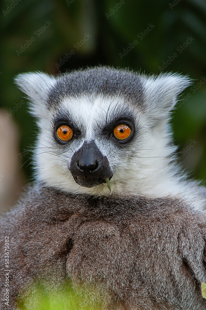 Fototapeta premium ring lemur eyes
