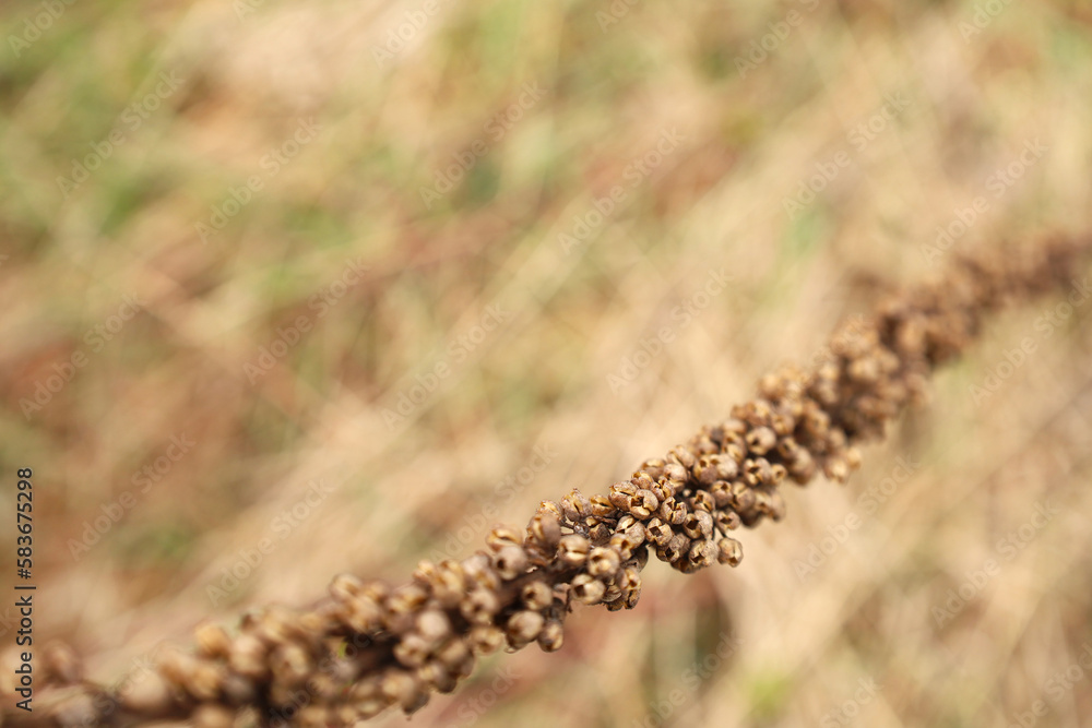 Dry flower with seeds of yellow mullein, also known as Dark Mullein (Verbascum nigrum). Close up, selective focus, defocused nature background with place for text.