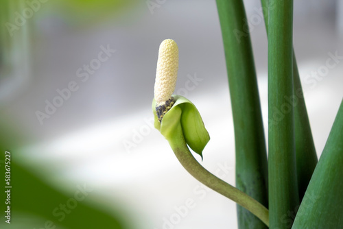 Canvas Print White zamioculcas zamiifolia flower close-up