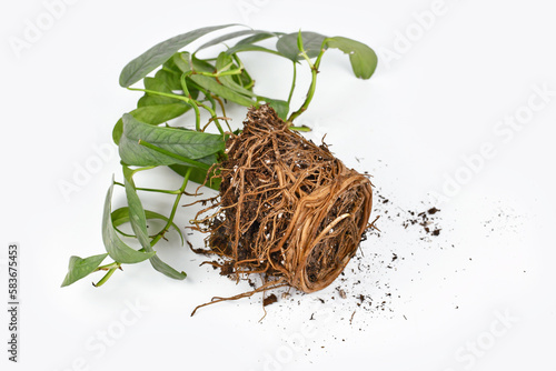 Obraz na plátně Repotting of plant showing roots in soil shaped like flower pot of exotic 'Cebu