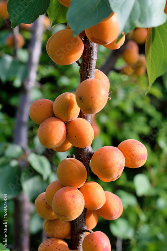Ripe apricots on the branch of tree, close up photo.