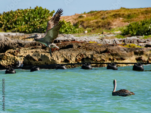 Pelican's hunting for fish