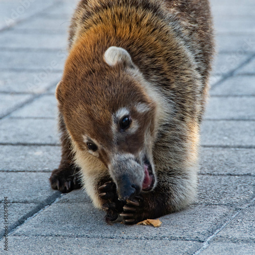 Mexican Racoon eating some food