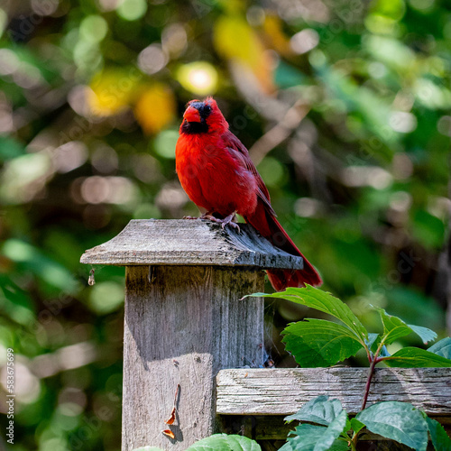 red cardinal on a fence