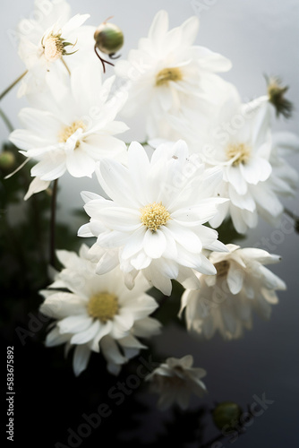 Close up of white chrysanthemum flowers on a light background. Generative AI