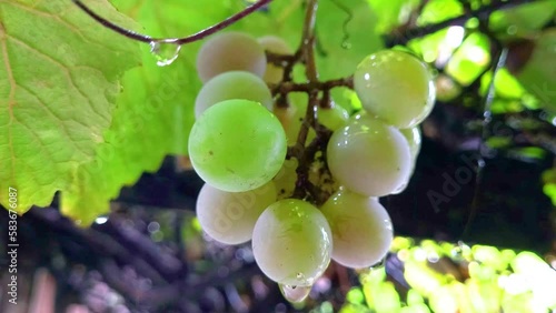 Grapevine, rain falling on a grapevine, 4k, natural light, selective focus.