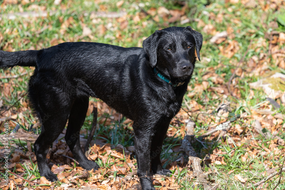 Portrait of a young black Labrador