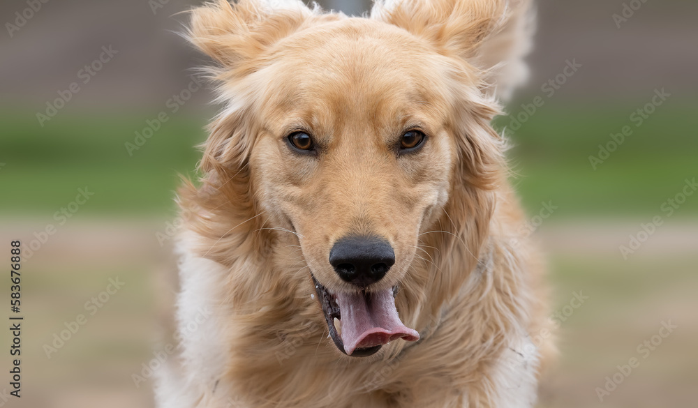A happy golden retriever pet dog is running towards the camera happy and excited.