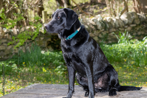 Portrait of a black Labrador sitting on a picnic table