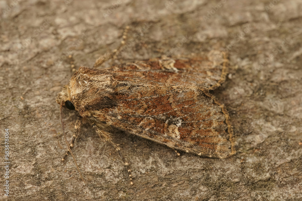 Closeup of a small Clouded Brindle owlet moth, Apamea unanimis, on a wood in the garden