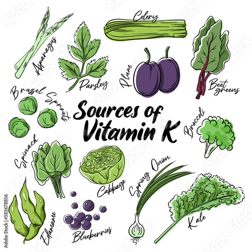 Sources of Vitamin K vector illustration