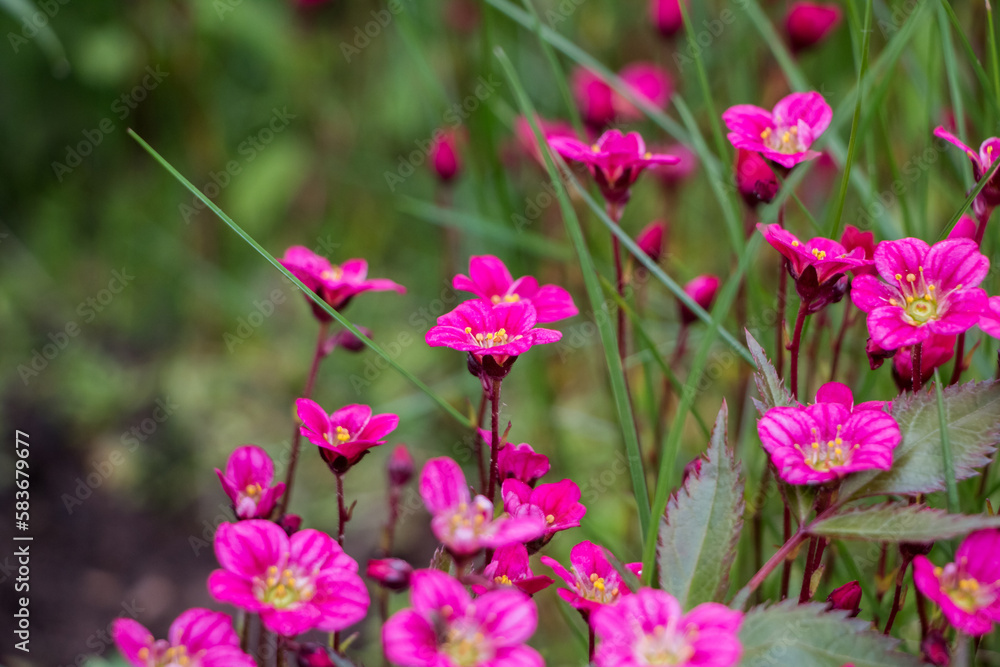 Spring flowers. Blooming pink saxifrage. Natural flower background. Spring flowers. Blooming pink saxifrage. Natural flower background.