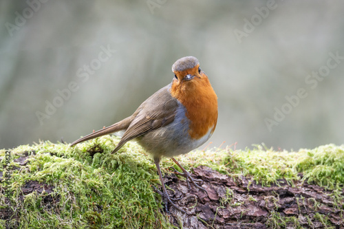 Robin on a mossy branch