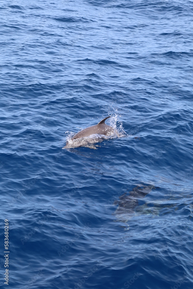 Naklejka premium Los Gigantes, Ténérife
