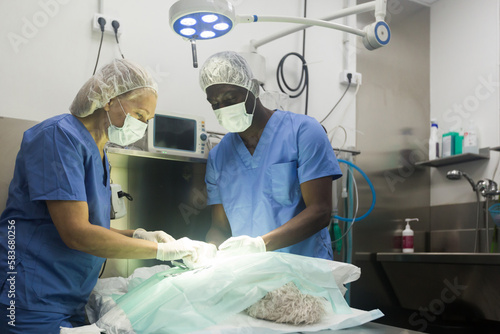 Proffesional veterinarians in uniform doing operation in a veterinary clinic