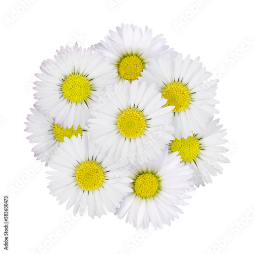 composition with daisies in spring