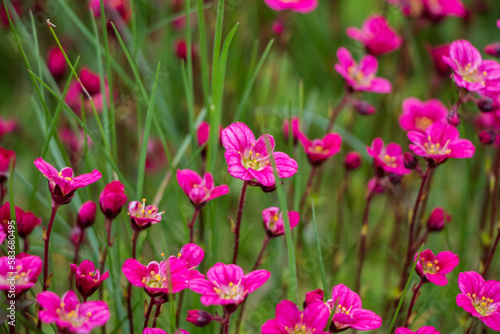 Spring flowers. Blooming pink saxifrage. Natural flower background.