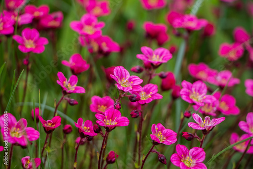 Spring flowers. Blooming pink saxifrage. Natural flower background.