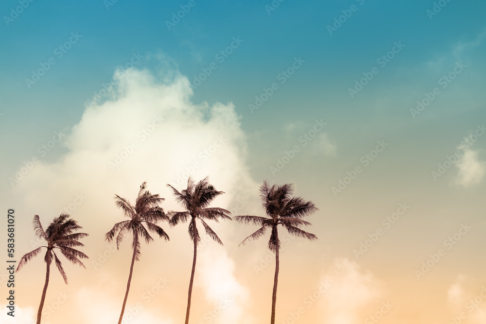 palm tree in sunset