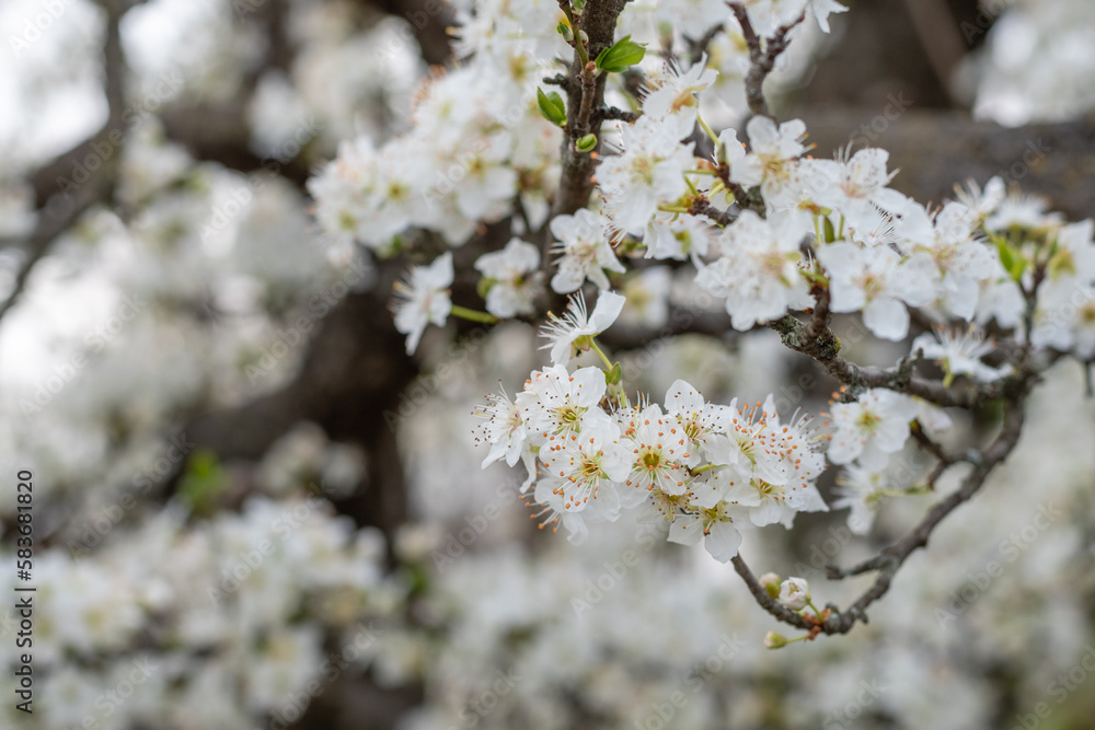 Springtime background with apple tree blossoms. Blossoming apple tree Springtime background with apple tree blossoms. Blossoming apple tree