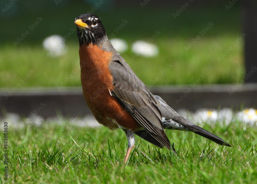 Portrait of American Red Robin hunter of warms Portrait of American Red Robin hunter of warms