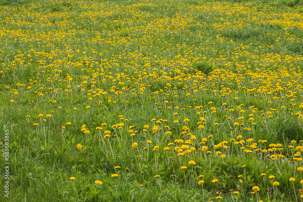 Obraz premium Natural floral spring background. yellow dandelions in the field