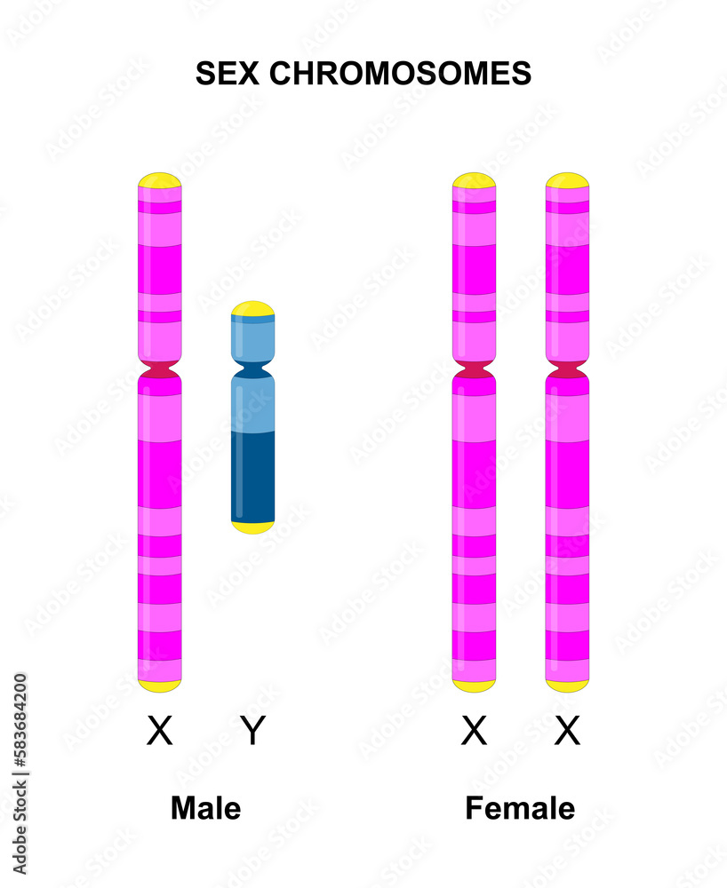 Ilustracja Stock Human Sex Chromosomes X And Y Males Have One X And