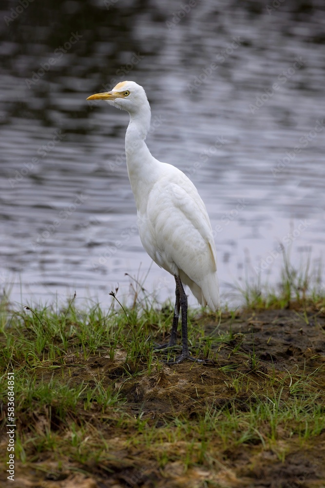 Intermediate Egret, Ardea intermedia, volavka prostřední, intermediate, median or smaller egret, or yellow-billed egret in in a rice field. Intermediate Egret, Ardea intermedia, volavka prostřední, intermediate, median or smaller egret, or yellow-billed egret in in a rice field.