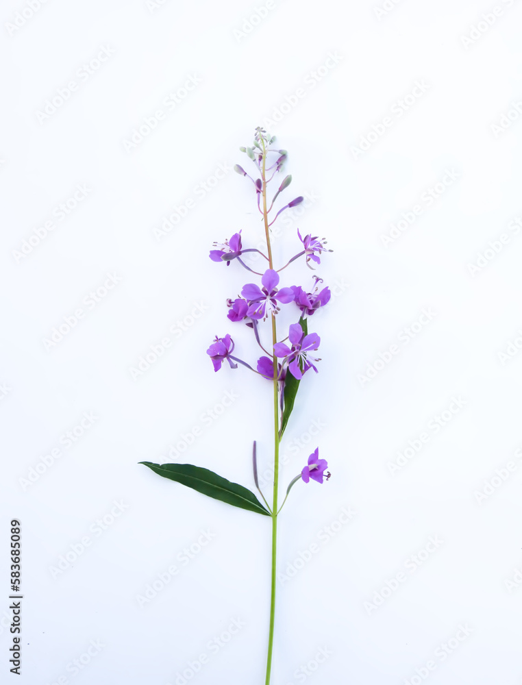 Obraz premium Blooming Sally or fireweed medical plant. 
