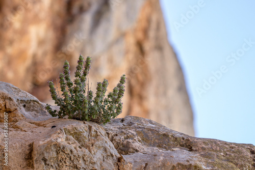Photos Marrubio, Ballota hirsuta creciendo sobre una roca en un risco.