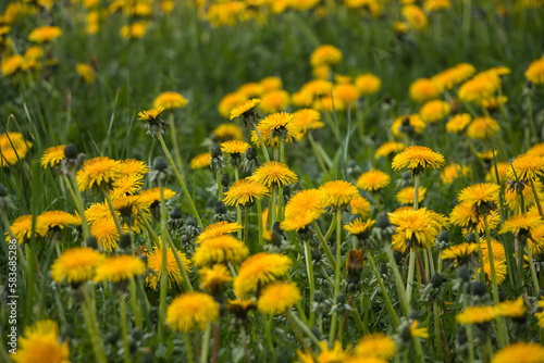 Natural floral spring background. yellow dandelions in the field