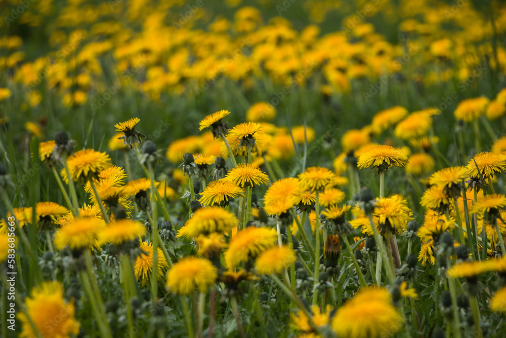 Natural floral spring background. yellow dandelions in the field Natural floral spring background. yellow dandelions in the field