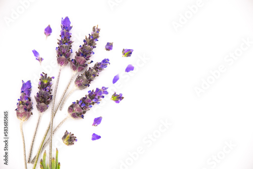 Closeup Sprig of Lavender with petals, isolated on White Background