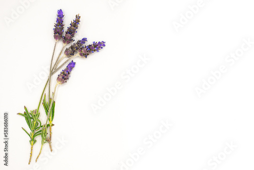 Fototapeta Naklejka Na Ścianę i Meble -  Sprig of Lavender isolated on White Background