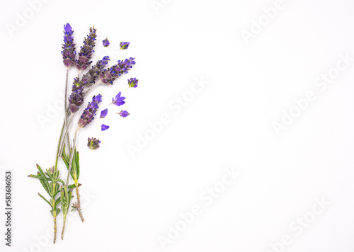 Sprig of Lavender with petals  isolated on White Background