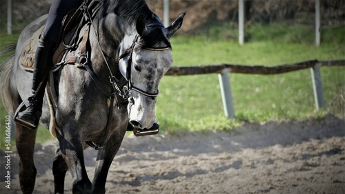 Horse with jockey recreate in nature © moreidea