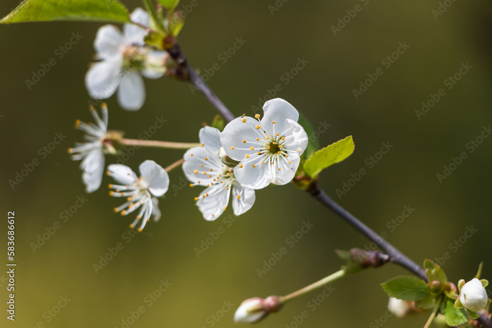 Spring white flowers. Blooming cherry in spring. Natural flower background. Spring white flowers. Blooming cherry in spring. Natural flower background.
