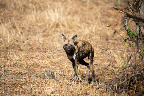 wild dog spotted in south africa