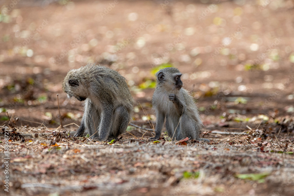 Fototapeta premium two vervet monkeys searching for food on the ground