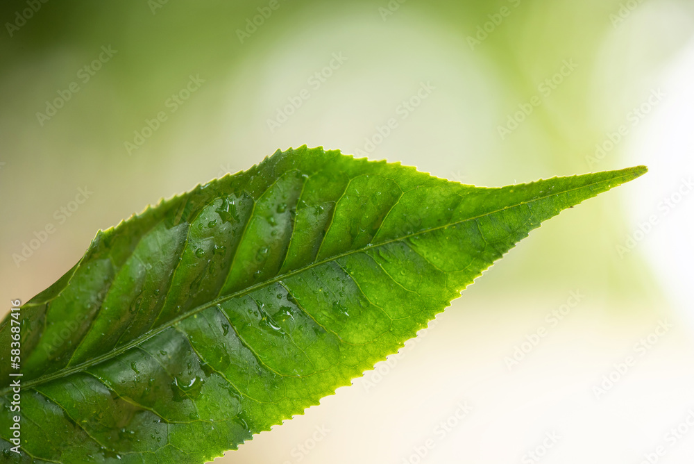 Green tea leaves on nature background. Green tea leaves on nature background.