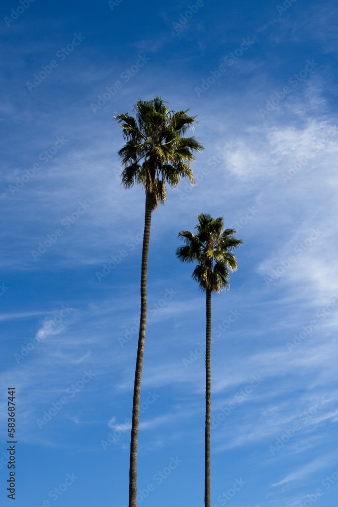 Obraz premium beach, tropical climate, vacations, sun, sunlight, sunny, summer, coastline, coastal feature, sea, waterfront, tropical, Los Angeles County, City of Los Angeles, Los Angeles, Southern California, Cali