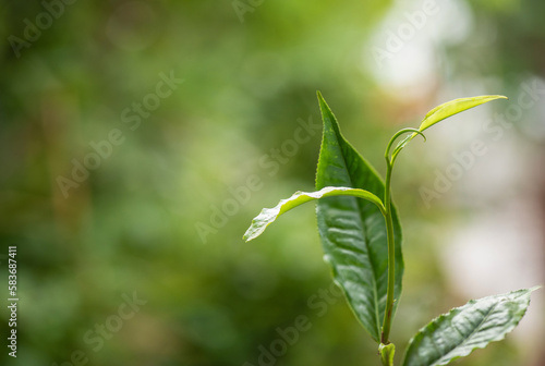 Green tea leaves on nature background.