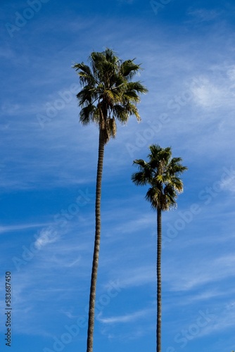 beach  tropical climate  vacations  sun  sunlight  sunny  summer  coastline  coastal feature  sea  waterfront  tropical  Los Angeles County  City of Los Angeles  Los Angeles  Southern California  Cali