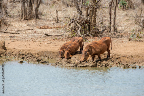 Warthog family drinking water from a lake © Philipp