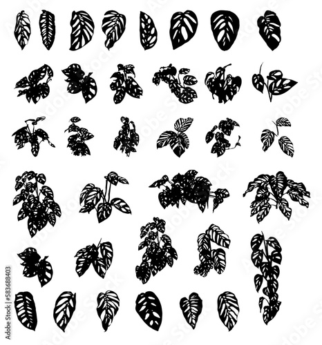 set of silhouettes of Tropical leaves