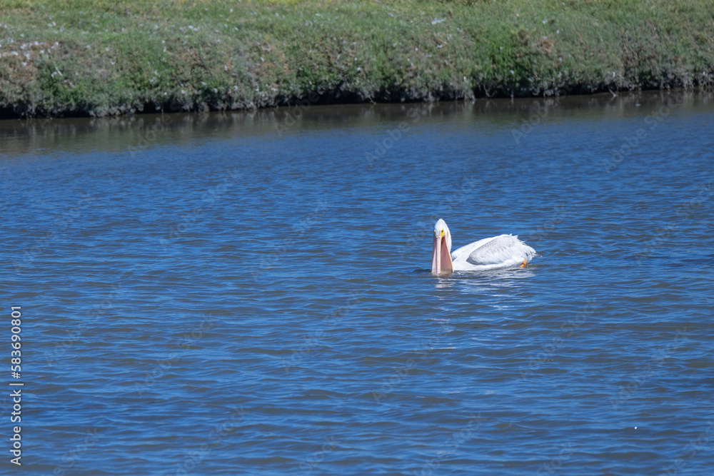 2022-08-12 A WHITE PELICAN FLOATING DOWN A RIVER SCOOPING FISH WITH A BLURRY BACKGROUND