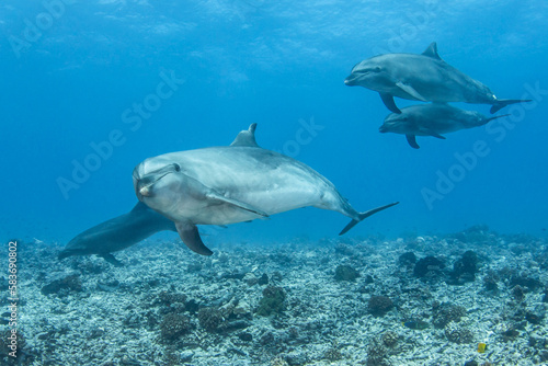 Group of bottlenose dolphin, French Polynesia © Tropicalens