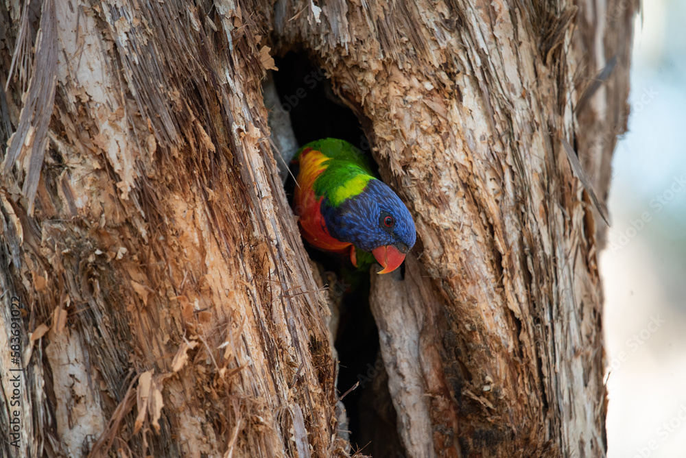Lorikeets with a nest Lorikeets with a nest